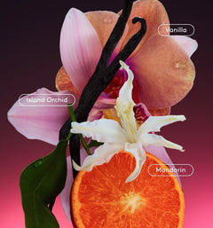 Daily Refresh Set - Daily Super Curated Panorama