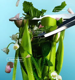 Daily Refresh Set - The Splash Curated Panorama