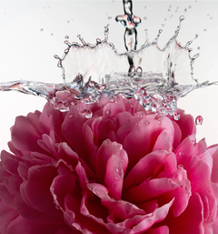 Glossy Shave Oil - Glossy Bloom Curated Panorama